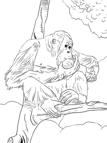 Bornean Orangutan Coloring Page